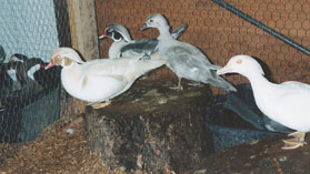 Wood Duck mutations Wood Duck mutations